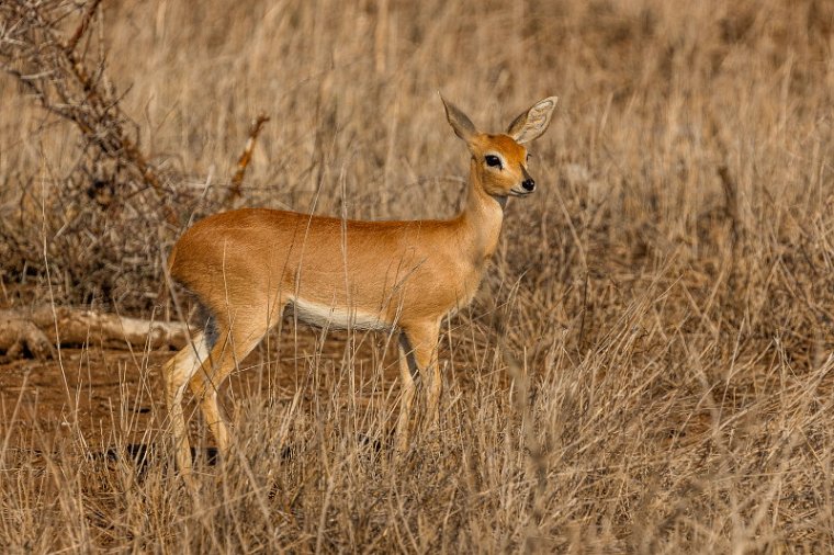 067 Kruger National Park, steenbok.jpg